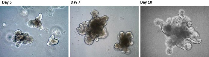 Mouse Intestinal Epithelial Organoids. Mouse Intestinal Epithelial Organoids.