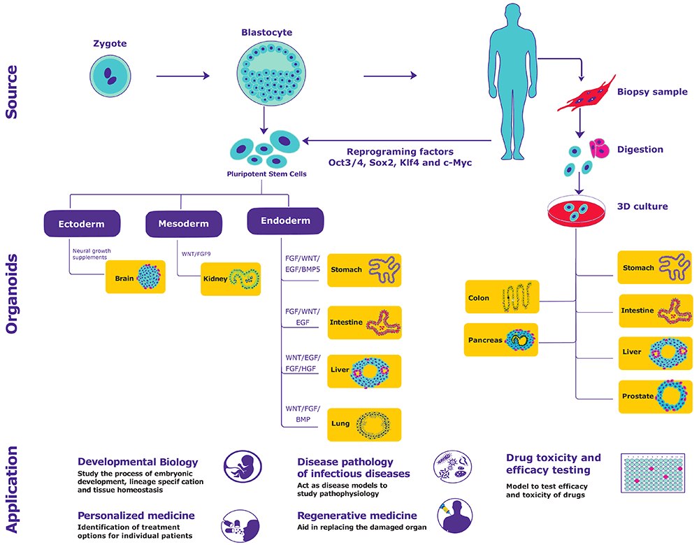 Organoids generation from primary tissues and pluripotent stem cells and their applications Organoids generation from primary tissues and pluripotent stem cells and their applications