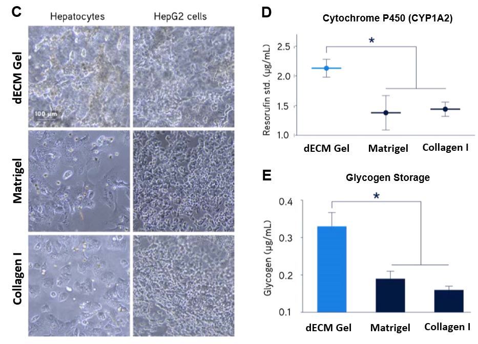 Primary human hepatocyte culture.  Primary human hepatocyte culture.