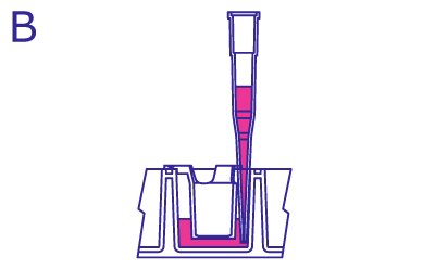 Media replaced around the insert on the basolateral side from the side.  From the side, pipette in the culture well is moved to the side of the insert and filled with media from the well without disturbing the cells in the insert. Insert does not contain media.