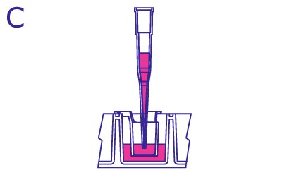 Media replaced on the insert on the apical side from the side. From the side, pipette filled with media is in the hanging insert within the culture. The pipette fills the insert with media to reach the same volume as the media within the well.