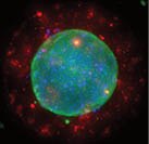 rock-science-3D-Cell-Culture-20Environments rock-science-3D-Cell-Culture-20Environments