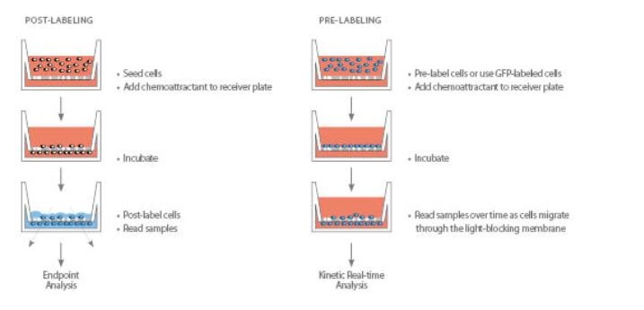Corning® FluoroBlok™ Insert System  Corning® FluoroBlok™ Insert System