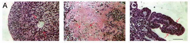 Sections of EBs stained with hematoxylin and eosin illustrating differentiation into ectoderm  Sections of EBs stained with hematoxylin and eosin illustrating differentiation into ectoderm