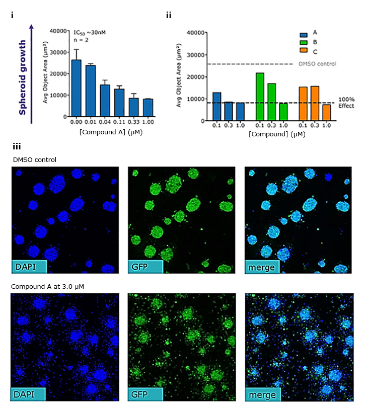 Spheroid growth assay detects compound cytotoxic effects of various drug compounds. Spheroid growth assay detects compound cytotoxic effects of various drug compounds.