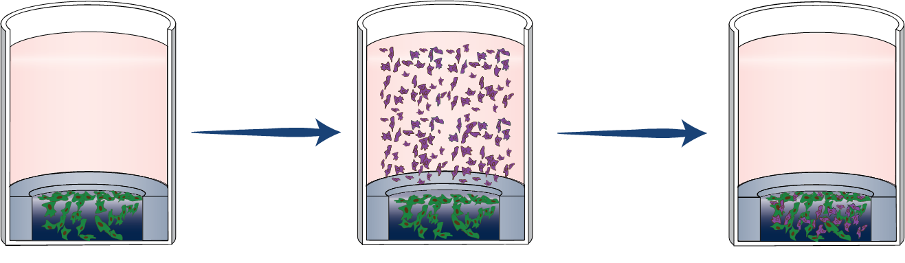 Establish co-culture (Optional): Add secondary cells and incubate overnight. Establish co-culture (Optional): Add secondary cells and incubate overnight.