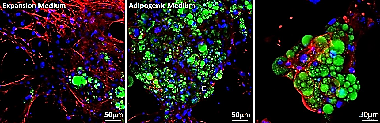 Application of TrueGel® HTS hydrogels in stem cell differentiation Application of TrueGel® HTS hydrogels in stem cell differentiation