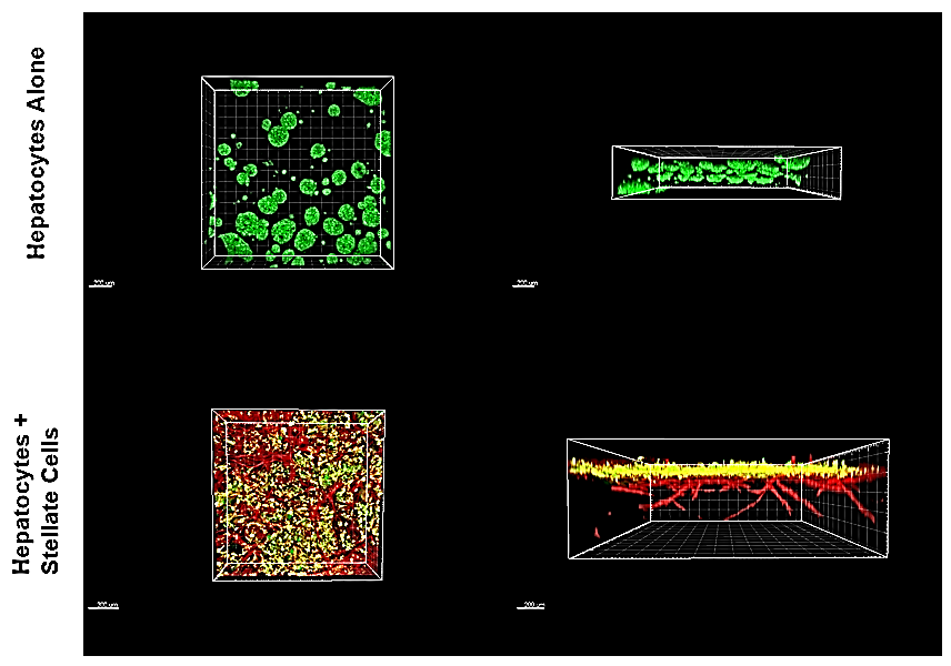 Application of TrueGel® HTS hydrogels in ADME/toxicology studie Application of TrueGel® HTS hydrogels in ADME/toxicology studie