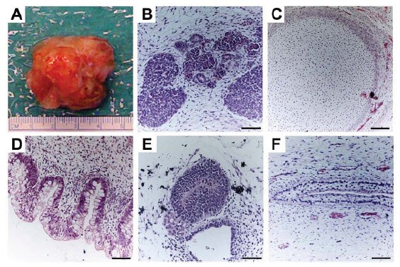 Validating Pluripotency Validating Pluripotency
