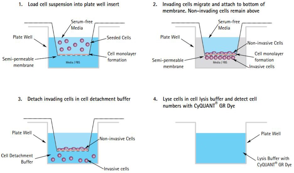 The Boyden Chamber Assay Protocol  The Boyden Chamber Assay Protocol