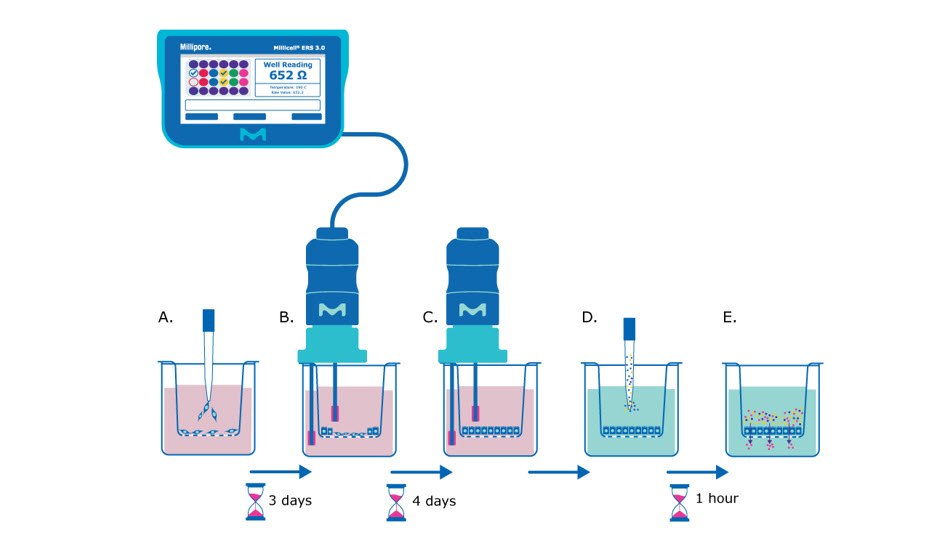 Barrier assay principle using Millicell® hanging cell culture inserts. The cells are seeded in the insert and after three days researchers use the Millicell 3.0 ERS to take TEER measurements. 7 days after seeding the TEER measurements should plateau, the media can be exchanged, and a permeability assay dye can be added. Small molecules can be added and incubated with the monolayer and pass-through can be measured. Barrier assay principle using Millicell® hanging cell culture inserts. The cells are seeded in the insert and after three days researchers use the Millicell 3.0 ERS to take TEER measurements. 7 days after seeding the TEER measurements should plateau, the media can be exchanged, and a permeability assay dye can be added. Small molecules can be added and incubated with the monolayer and pass-through can be measured.