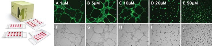 Increasing concentrations of sulforaphane Increasing concentrations of sulforaphane