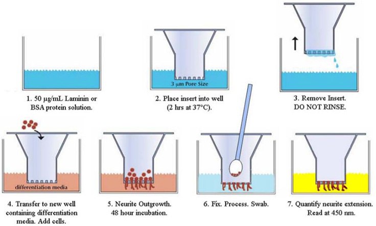 Neurite Outgrowth Assay Protocol Neurite Outgrowth Assay Protocol