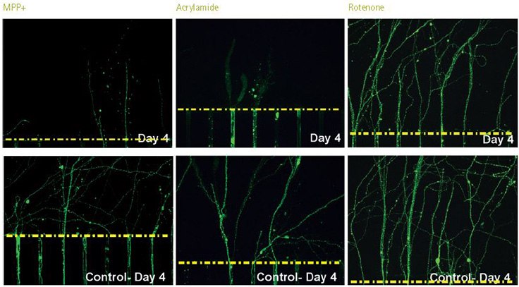 Neurotoxicity Analysis using AXIS™ Axon Isolation Devices Neurotoxicity Analysis using AXIS™ Axon Isolation Devices