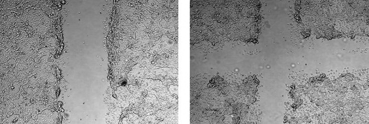 Using the CellComb scratch assay, monolayers of NIH3T3 cells were scratched/wounded in a one-direction (left) or two-direction (right) pattern.  Using the CellComb scratch assay, monolayers of NIH3T3 cells were scratched/wounded in a one-direction (left) or two-direction (right) pattern.