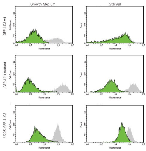 Analysis of GFP-LC3 localization in HUVEC by flow cytometry Analysis of GFP-LC3 localization in HUVEC by flow cytometry
