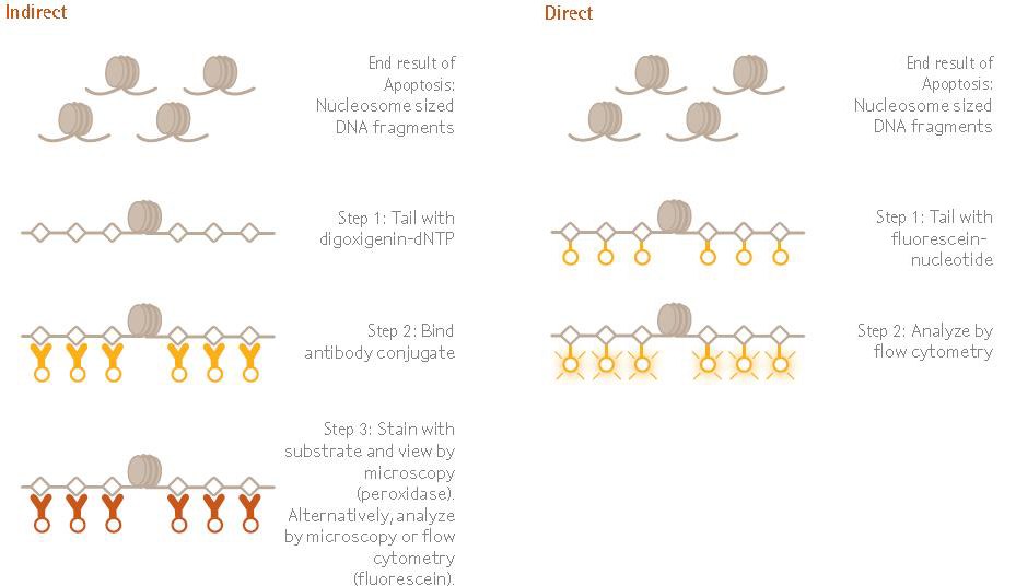 The ApopTag™ family of apoptosis kits examine DNA fragmentation by the TUNEL assay The ApopTag™ family of apoptosis kits examine DNA fragmentation by the TUNEL assay