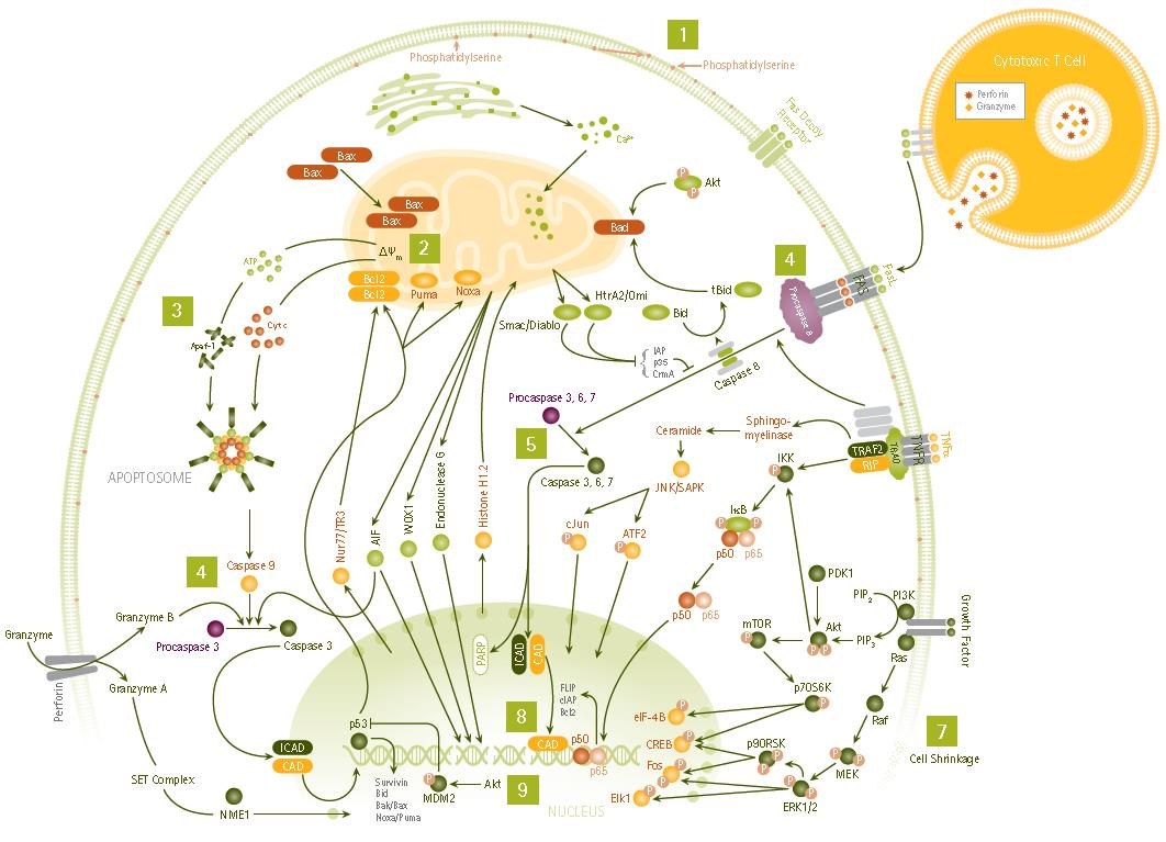 Apoptosis Signaling Pathways Apoptosis Signaling Pathways