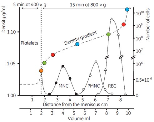 Separation of human blood cells in a gradient of Percoll. The tubes were filled with 10 ml of 70% (v/v) Percoll in 0.15 M NaCl (p=1.086 g/ml), and the gradient performed by spinning in a 14° angle rotor at 20 000 × g for 15 min. Two ml of gradient material was removed from the bottom of the tube using a syringe, and 1 ml of heparinized blood diluted with 1 ml of 0.15 M NaCl was layered on top of the gradient. Centrifugation was carried out as indicated. Densities were monitored using Density Marker Beads. MNC = Mononuclear cells, PMNC = Polymorphonuclear cells, RBC = Red blood cells (55, reproduced by kind permission of the authors and publisher). Separation of human blood cells in a gradient of Percoll