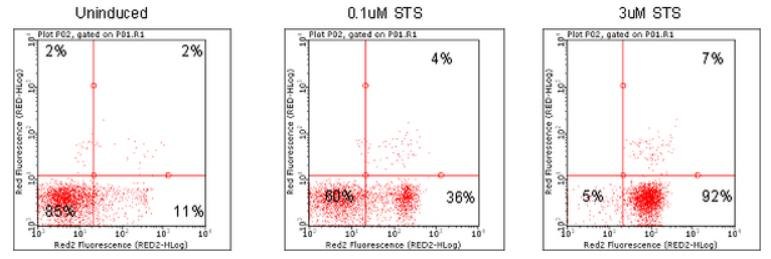 Dot plots depicting Jurkat cells treated with various concentrations of apoptosis inducers and stained using Annexin Red Kit Dot plots depicting Jurkat cells treated with various concentrations of apoptosis inducers and stained using Annexin Red Kit