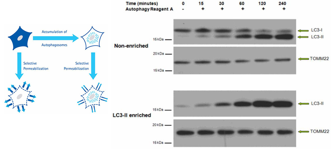 LC3-II Autophagy Enrichment Kits LC3-II Autophagy Enrichment Kits