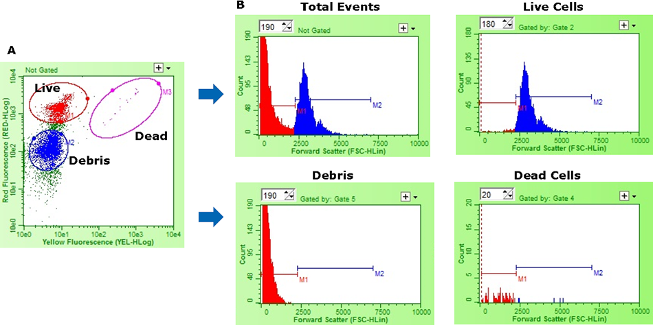 Representative flow cytometry data demonstrating size-based discrimination of live cells from dead and debris Representative flow cytometry data demonstrating size-based discrimination of live cells from dead and debris