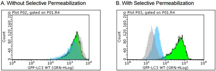 GFP-LC3 stable reporter cell line for detecting the rate of autophagy and for drug screening GFP-LC3 stable reporter cell line for detecting the rate of autophagy and for drug screening