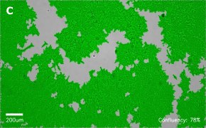 millicell-cell-lines-12022001-c