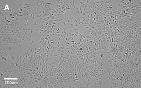 millicell-cell-lines-84100401-a
