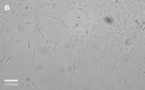 millicell-cell-lines-84100401-b