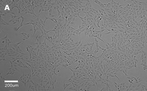 millicell-cell-lines-84113001-a