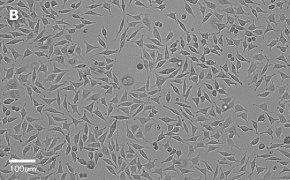 millicell-cell-lines-85011425-b