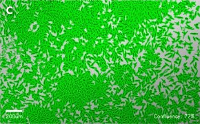 millicell-cell-lines-85011425-c