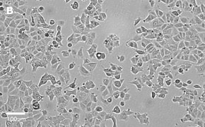 millicell-cell-lines-86012803-b