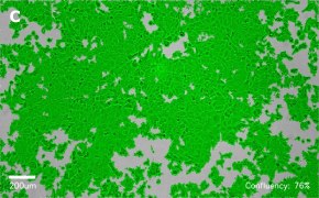 millicell-cell-lines-86012803-c