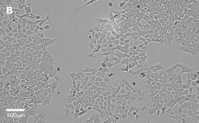 millicell-cell-lines-91091005-b
