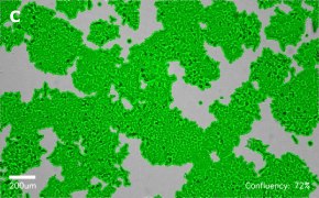 millicell-cell-lines-91091005-c