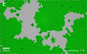 millicell-cell-lines-93021013-c
