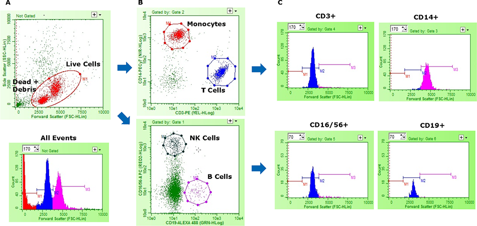 Representative data from multi-color flow cytometry analysis on human PBMCs Representative data from multi-color flow cytometry analysis on human PBMCs. (A) 2D plot - Live cells (Red) are distinguished from debris/dead cells (Green) by forward vs. side scatter.