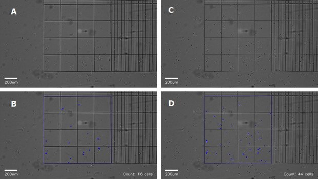 Optimizing Hemocytometer Count Optimizing cell counting on the Millicell® DCI Digital Cell Imager