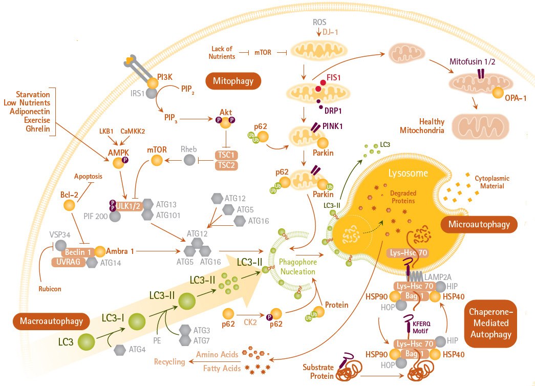 Autophagy Mechanisms and Signaling Pathways Autophagy Mechanisms and Signaling Pathways
