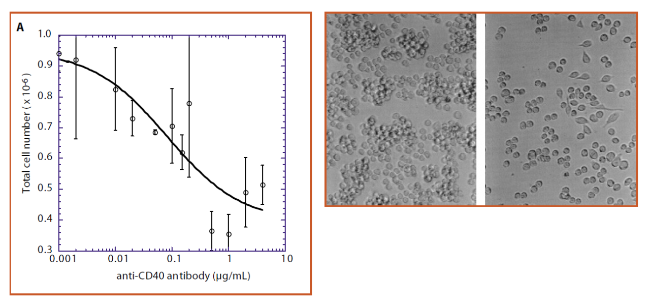 Pleiotropic effects of the humanized anti-CD40 monoclonal antibody on Raji cells Pleiotropic effects of the humanized anti-CD40 monoclonal antibody on Raji cells