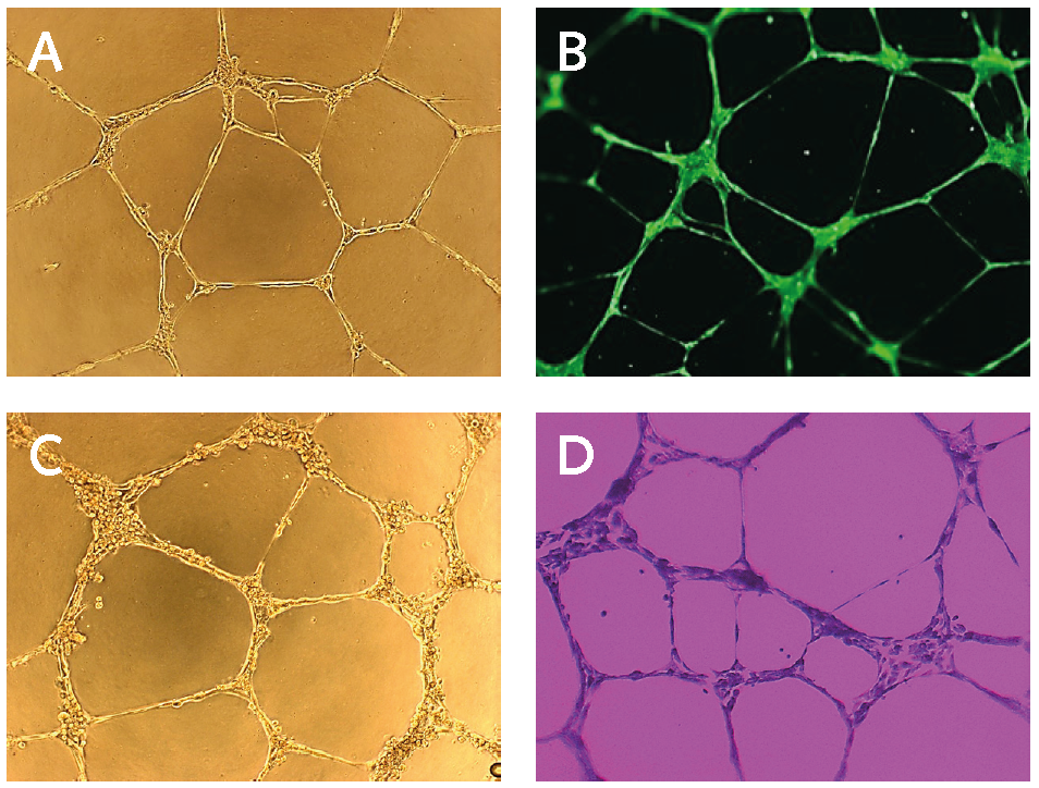 <i>In vitro</i> endothelial cell tube formation assay. (A) Light microscopy image of PromoCell HUVECs cultured on Basement Membrane Extract for 17 hours. (B) Calcein staining of PromoCell HUVECs cultured on Basement Membrane Extract for 17 hours using PromoKine’s Angiogenesis Assay Kit. (C) Light microscopy image of PromoCell HCAECs cultured on Basement Membrane Extract and stimulated with 50 ng/ml FGF for 16 hours. (D) Crystal Violet staining of PromoCell HCAECs cultured on BME for 16 hours. In vitro endothelial cell tube formation assay