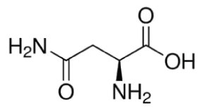 L Asparagine Structure The structure of L-asparagine