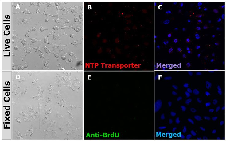BioTracker NTP-Transporter does not label DNA in non-proliferating cells BioTracker NTP-Transporter does not label DNA in non-proliferating cells