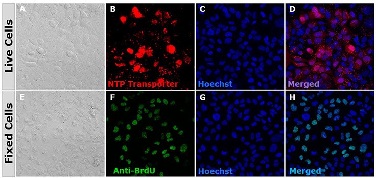 BioTracker NTP-Transporter labels live proliferating cells BioTracker NTP-Transporter labels live proliferating cells