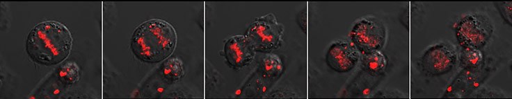 BioTracker NTP-Transporter labels mitotic cells BioTracker NTP-Transporter labels mitotic cells