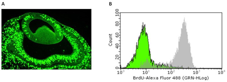 BrdU Cell Proliferation Assays BrdU Cell Proliferation Assays