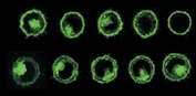 PKH67 in L929 Cells PKH67 in L929 Cells