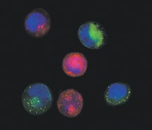 Coculture of Chemosensitive Coculture of Chemosensitive